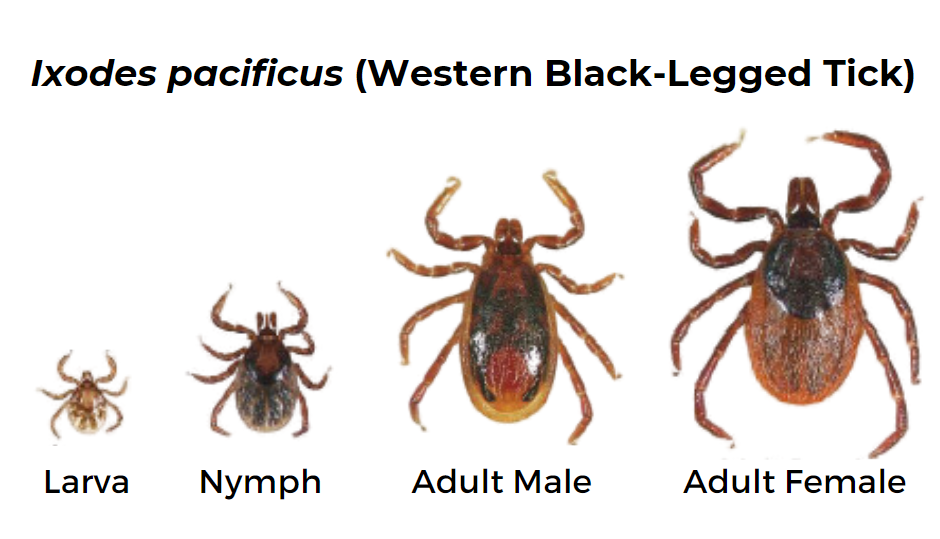 western black-legged tick