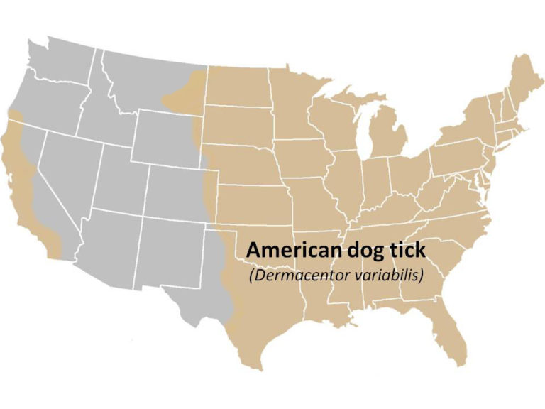 American Dog Tick range