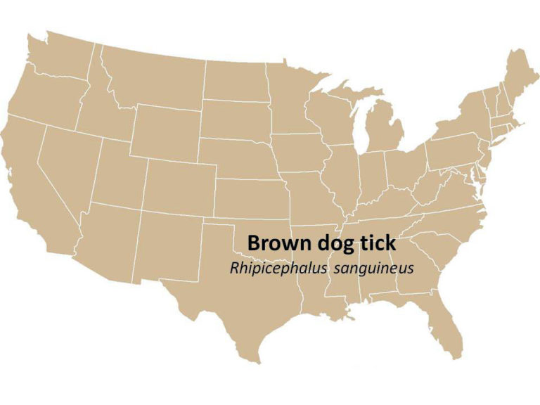 Brown dog tick range