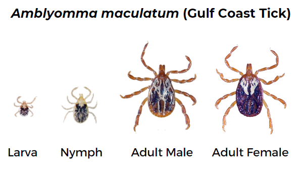 Gulf coast tick identification